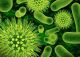 Disinfettanti per mani (5L)